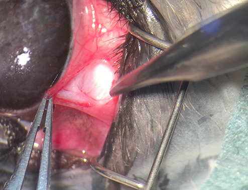 Autoinjerto de mucosa oral en Shih-Tzu Oftalmología Veterinaria Ocaña Madrid