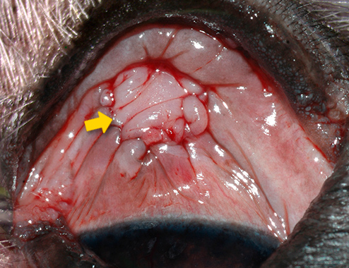 Autoinjerto de mucosa oral en Shih-Tzu Oftalmología Veterinaria Ocaña Madrid