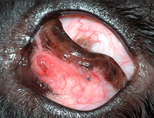 Queratitis ulcerativa superficial de bordes desprendidos Bull Dog Francés Oftalmología Veterinaria Ocaña Madrid