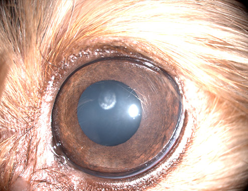 Caso clínico Distrofia corneal Yorkshire cuatro años Oftalmología Veterinaria Ocaña Madrid