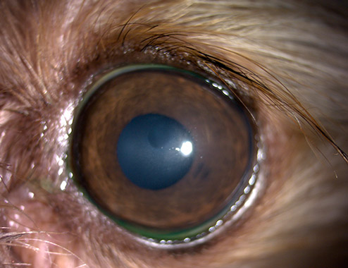 Caso clínico Distrofia corneal Yorkshire cuatro años Oftalmología Veterinaria Ocaña Madrid
