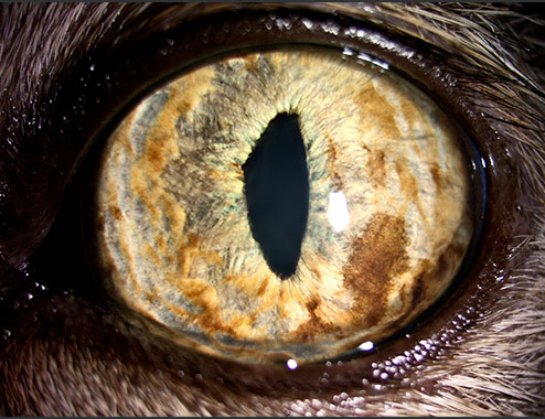 Melanosis vs Melanoma difuso de iris en gato común Oftalmología Veterinaria Ocaña Madrid