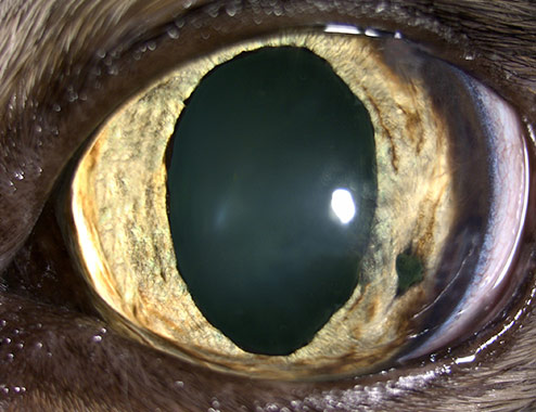 Melanosis vs Melanoma difuso de iris en gato común Oftalmología Veterinaria Ocaña Madrid