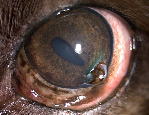 Laceración corneal perforante Oftalmología Veterinaria Ocaña Madrid