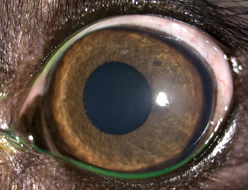 Caso clinico Yorkshire Terrier tricoma de oruga procesionaria Oftalmología Veterinaria Ocaña Madrid