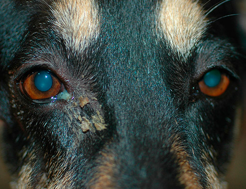 Terrier con dacriocistitis por cuerpo extraño Oftalmología Veterinaria Ocaña Madrid