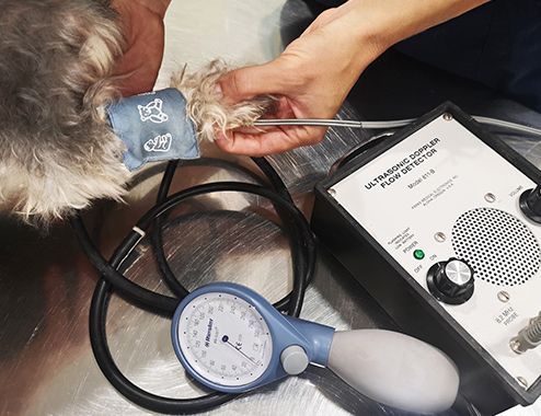 Yorkshire Terrier de 13 años con Hemorragia Intraestromal Oftalmología Veterinaria Ocaña Madrid