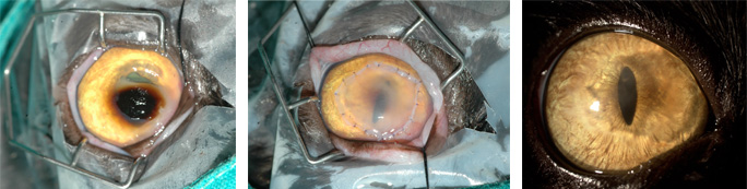 Cirugía de la córnea Oftalmología Veterinaria Ocaña Madrid