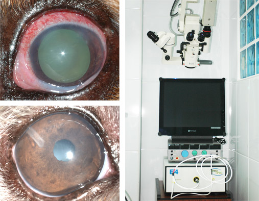 Cirugía del glaucoma Oftalmología Veterinaria Ocaña Madrid